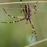 Le monde des araignées est à découvrir au Centre-Nature Birdlife de la Sauge le 20 juillet (photo d'illustration). KEYSTONE/PETER KLAUNZER
